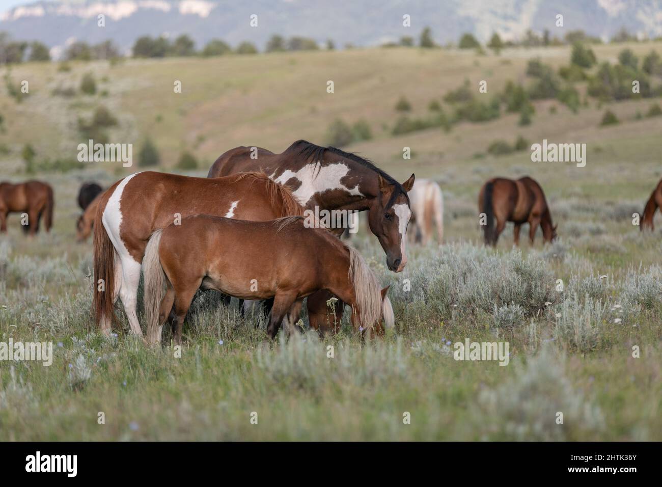 Ranch horse herd on the range in Montana Stock Photo