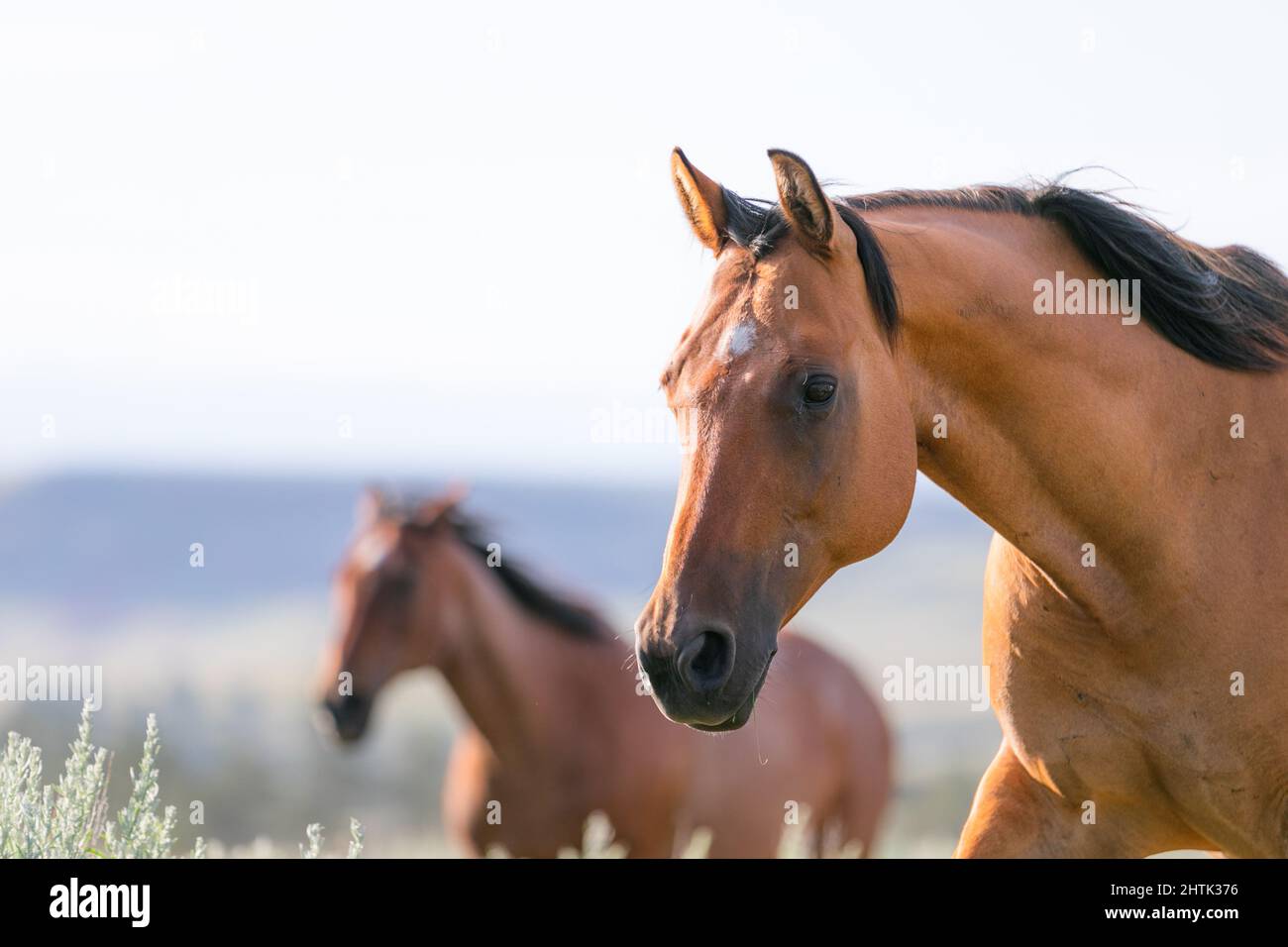 Ranch horse herd on the range in Montana Stock Photo