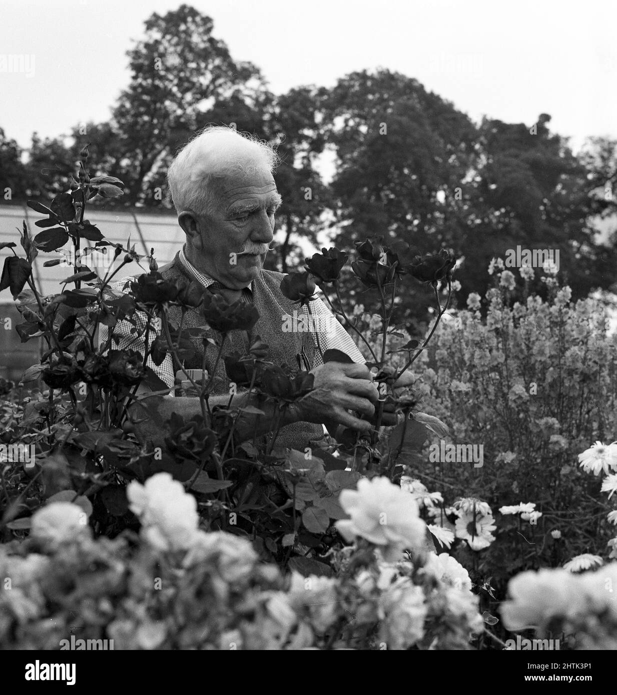 1960s, historical, outside in an area of flowers, an elderly male gardner in checking his roses. Scotland, UK. Stock Photo