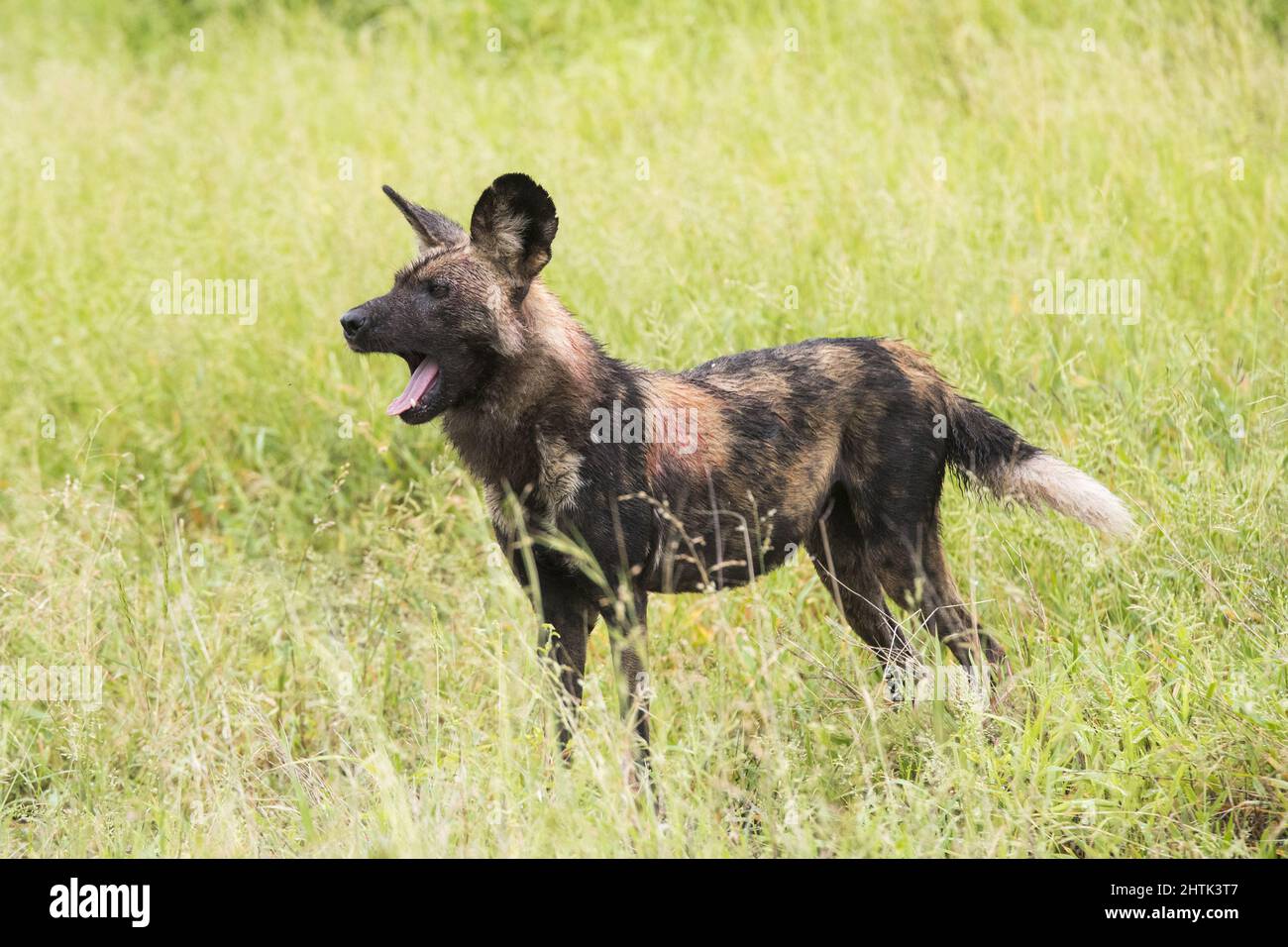 Closeup of an African wild dog (Lycaon pictus) with its mouth open