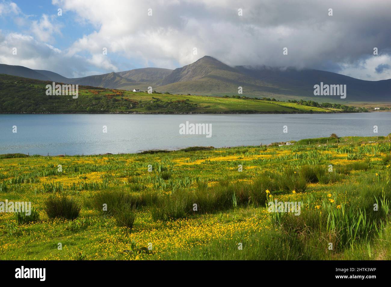 View over yellow Buttercups to Brandon Bay and Beenoskee Mountain, near Cloghane, Dingle Peninsula, County Kerry, Ireland Stock Photo