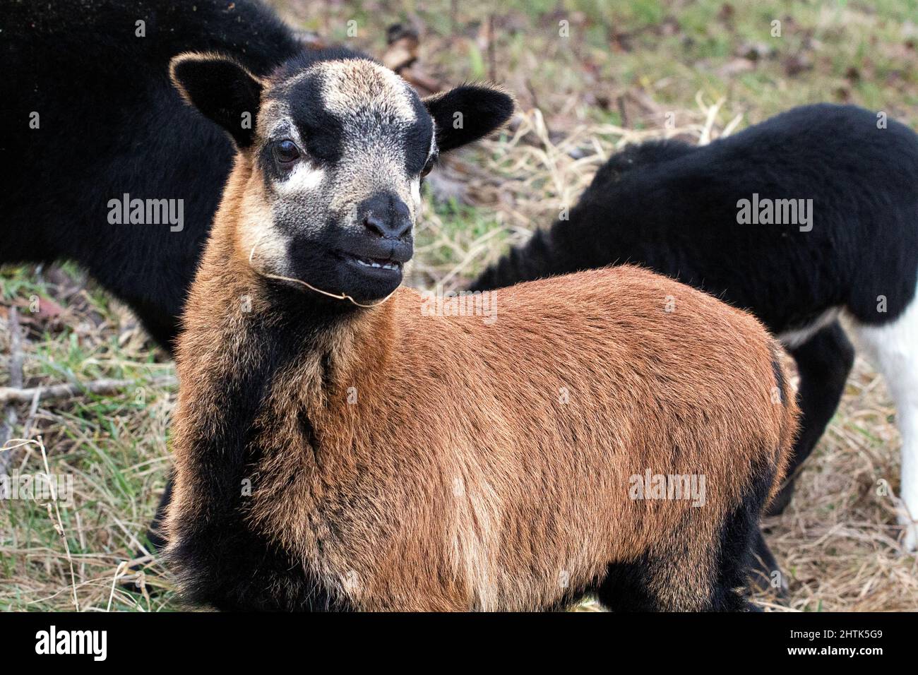 Cameroon sheep and lambs of all colors Stock Photo - Alamy