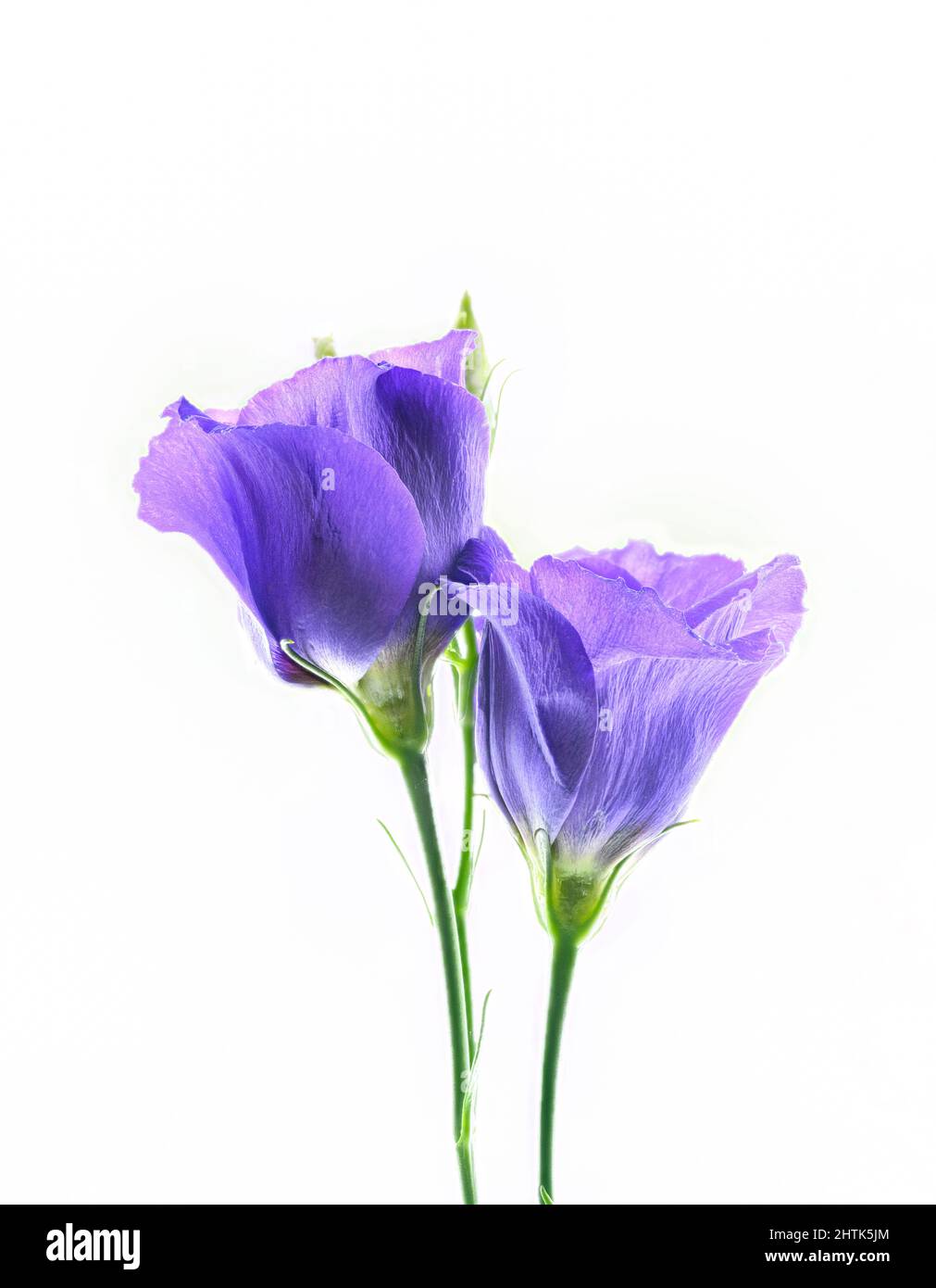 Beautiful purple Lisianthus flowers, photographed against a plain white