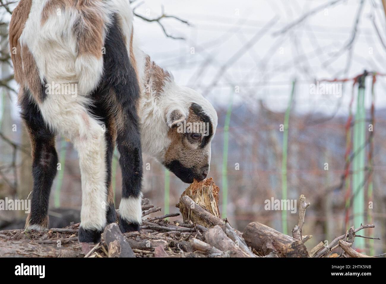 Cameroon sheep and lambs of all colors Stock Photo - Alamy