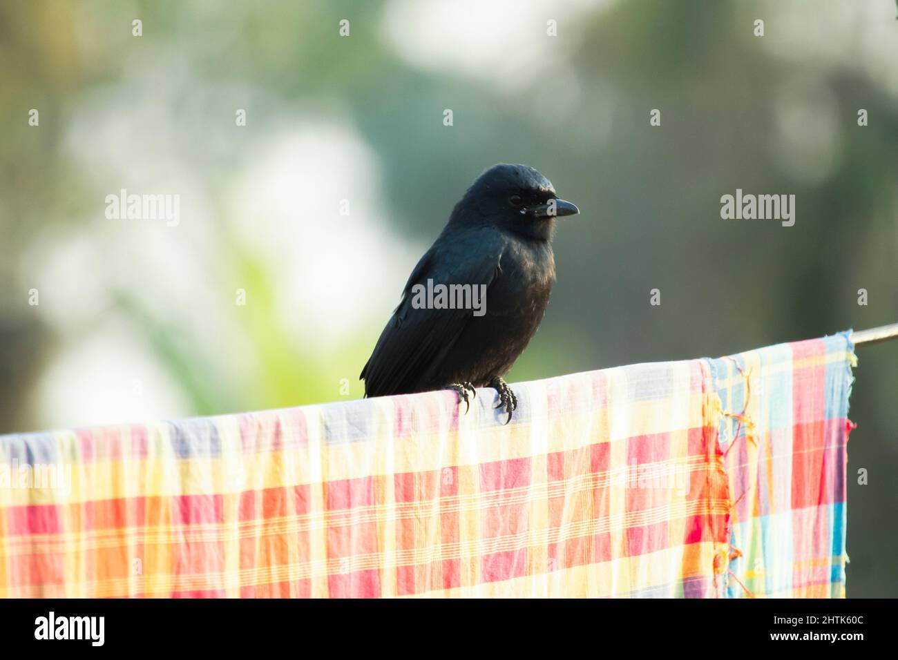A beautiful black drongo bird sit on a rope Stock Photo