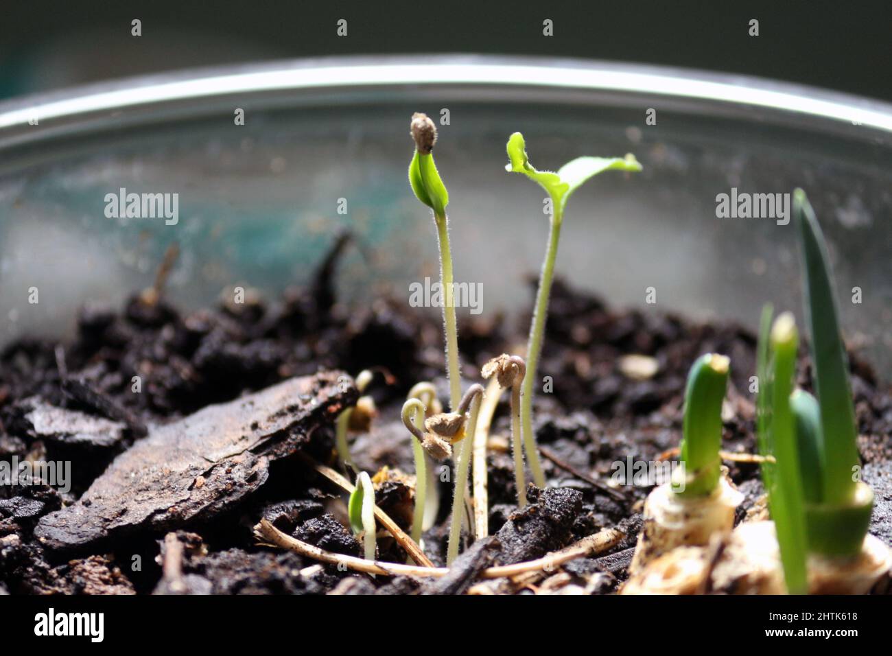 Close-up of sprouting vegetables in a home garden. A phenomenon of great growth occurred during the pandemic, small gardens. Stock Photo