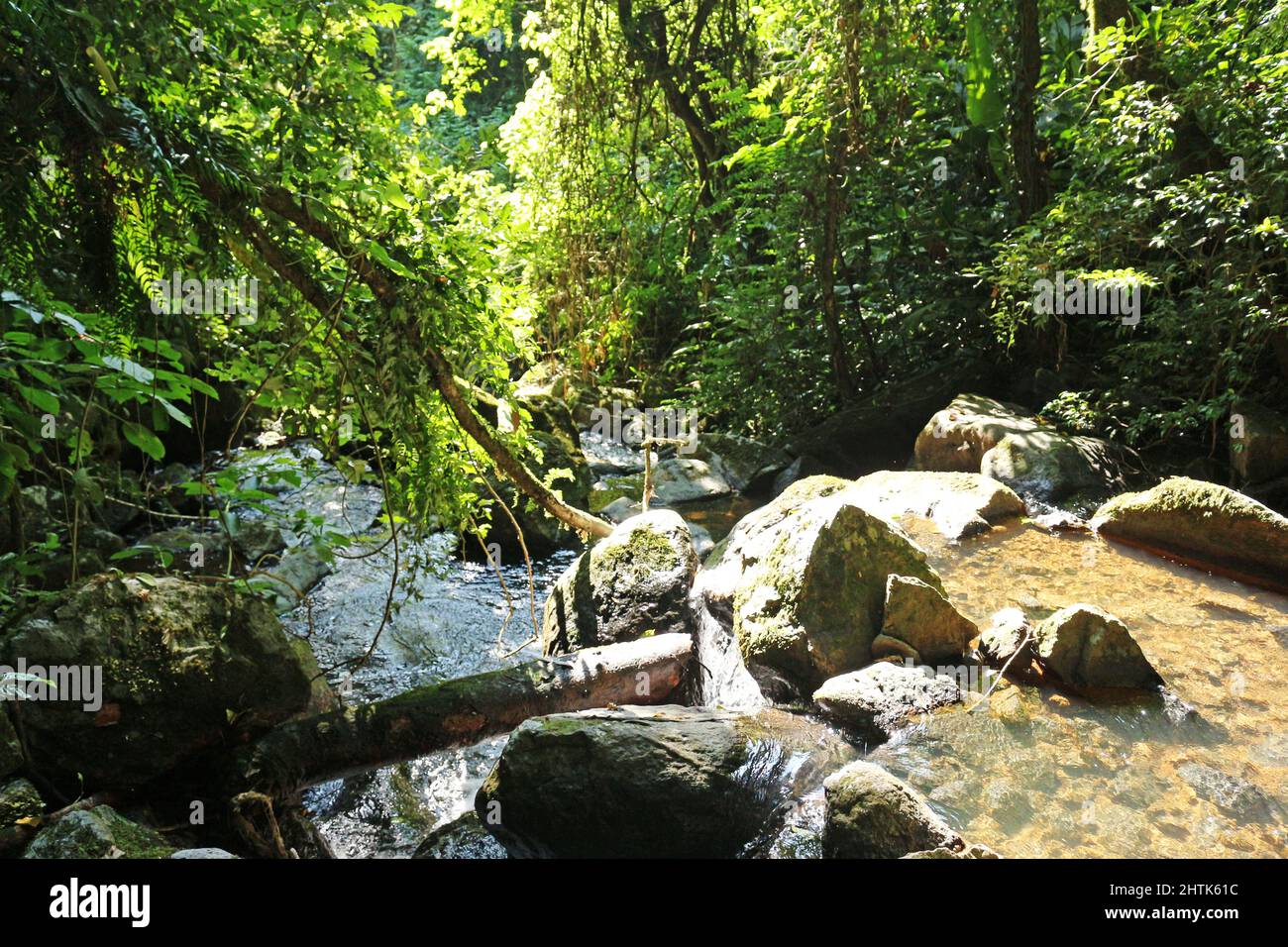 The exuberance of the water courses inside the Atlantic Forest, preserved in the small properties of Brazil, a life independent of our nature. Stock Photo