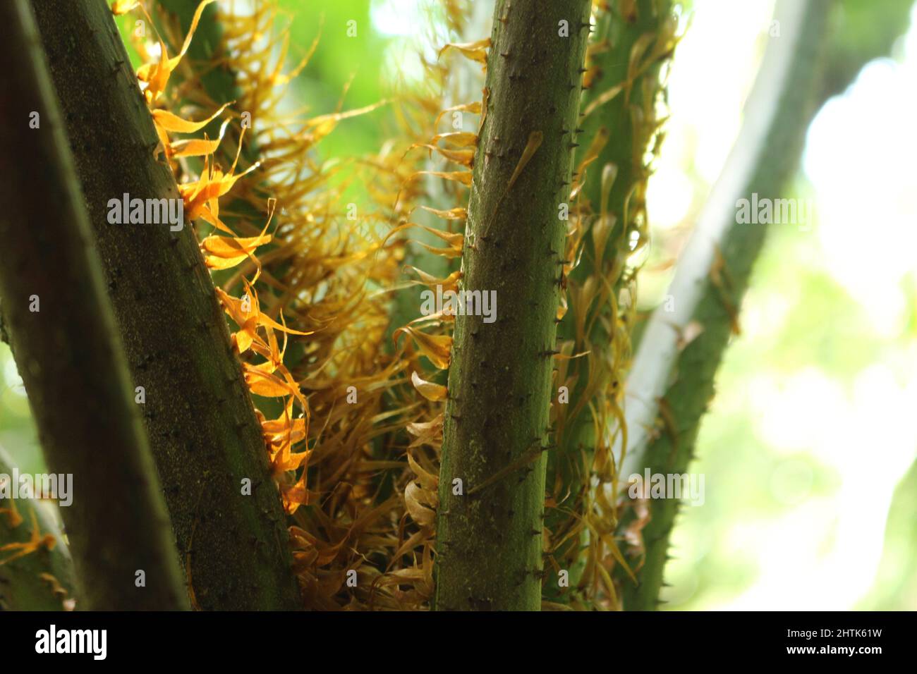 Close-up of natural details on the leaves of the large arborescent pteridophytes in the midst of the Atlantis forest. Stock Photo