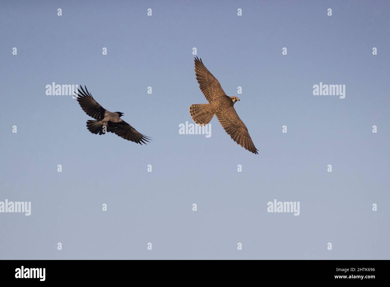 Hooded crow Corvus cornix, adult chasing Saker falcon Falco cherrug, adult flying, Hortobagy, Hungary, January Stock Photo