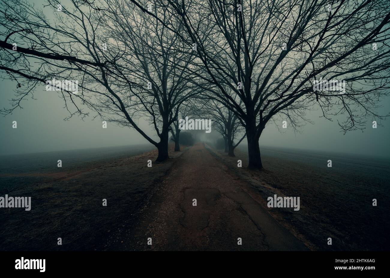 trees on the side of the road in foggy weather Stock Photo - Alamy