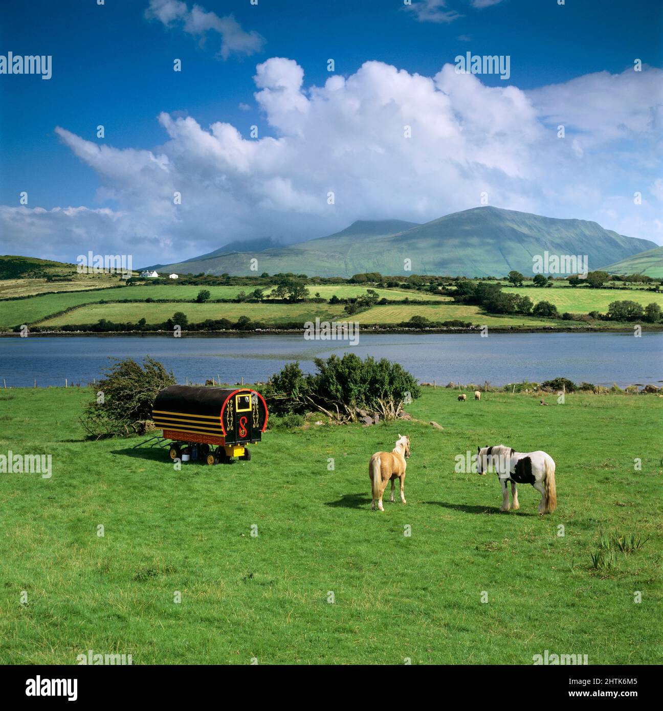 Gypsy caravan and horses with Brandon Bay and Beenoskee Mountain in distance, Cloghane, Dingle Peninsula, County Kerry, Ireland Stock Photo