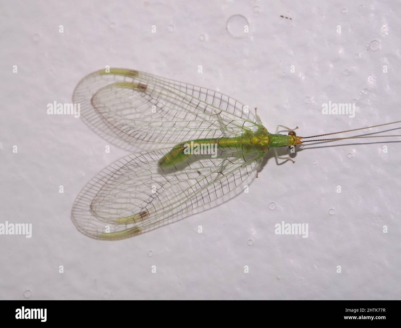 An Introduction to Green Lacewings — Bee Better Naturally with