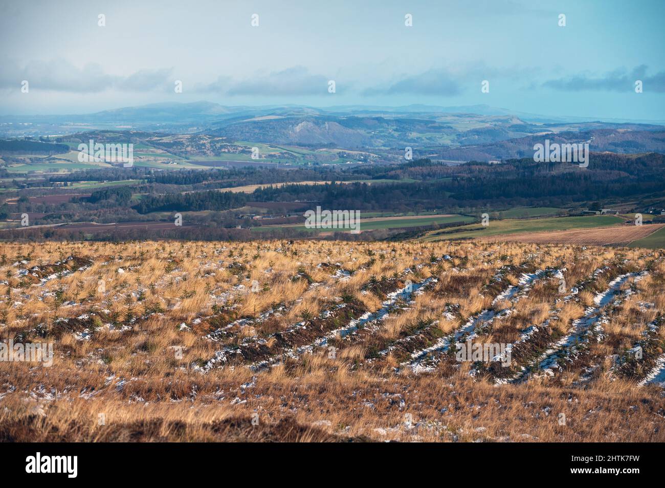 tree planting site outside Dunning, Perthshire Scotland Stock Photo Alamy
