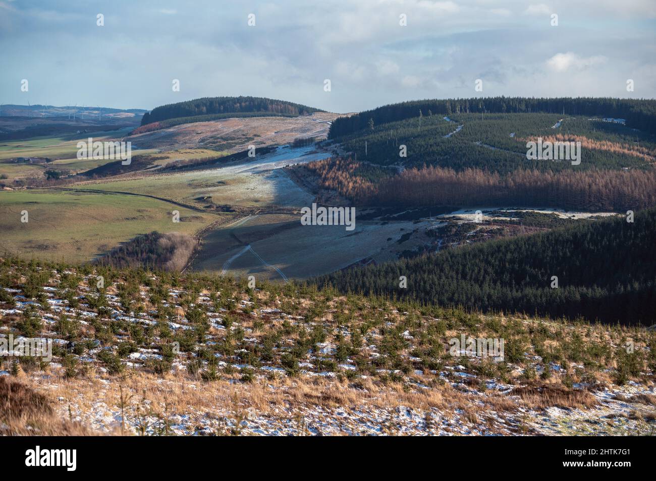 tree planting site outside Dunning, Perthshire Scotland Stock Photo Alamy