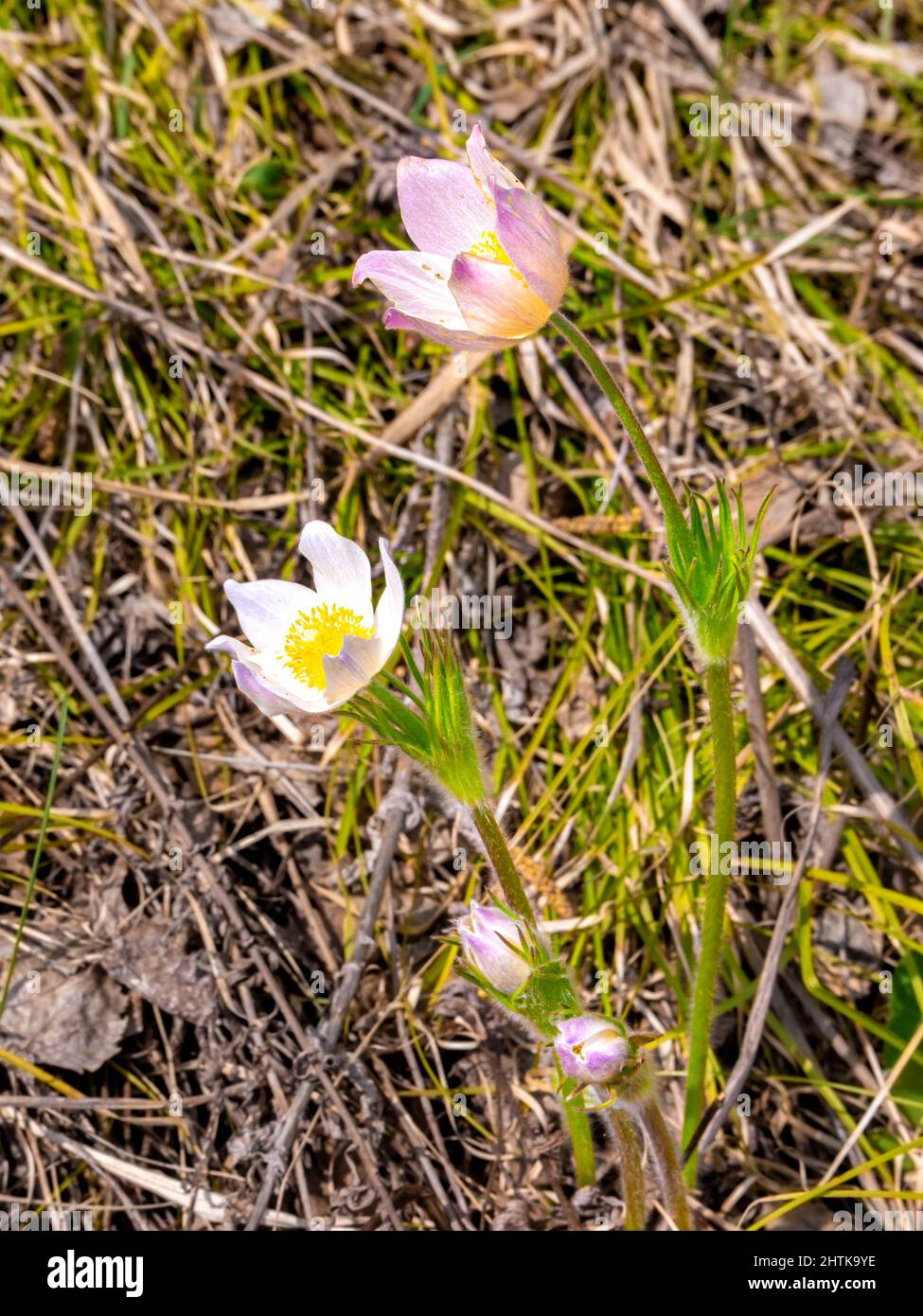 a bush of white pasqueflower flowers with a central part of bright yellow, attract insects - pollinators in the rays of the bright spring sun, selecti Stock Photo