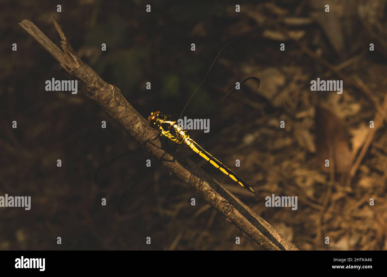 Closeup of a cute yellow dragonfly standing on a tree branch on a ...