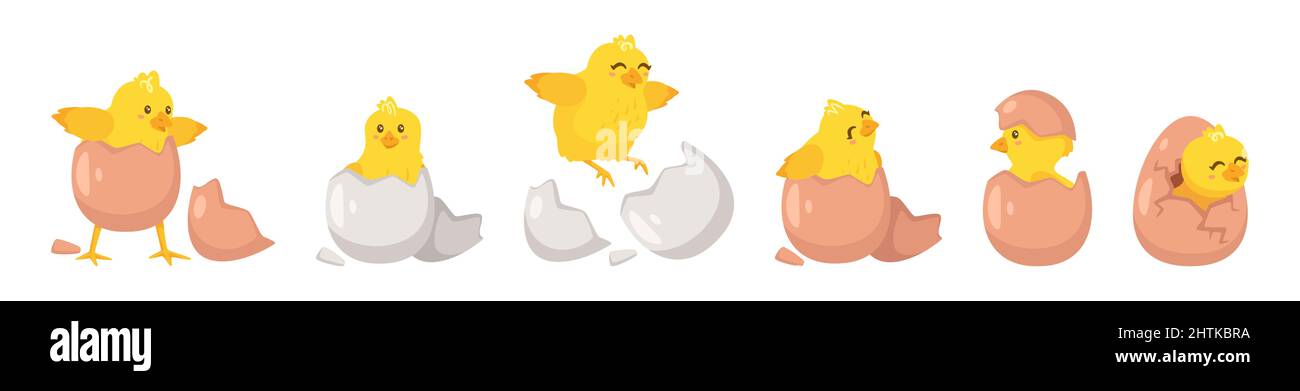 Hatching process. Vector illustration isolated on white Stock Vector