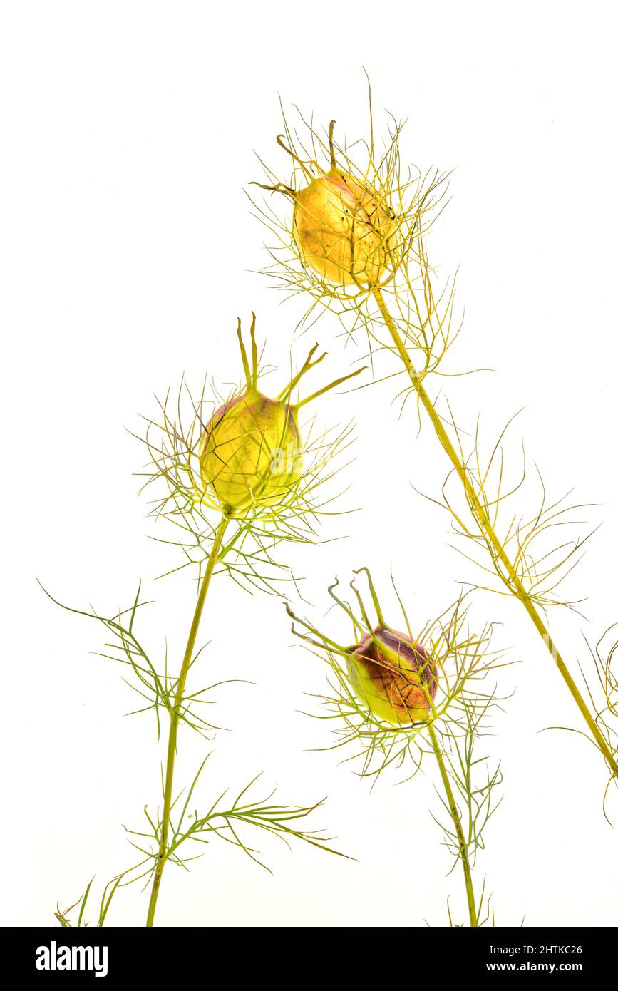 Love in a mist: nigella damascene. Seed pods, capsules Stock Photo