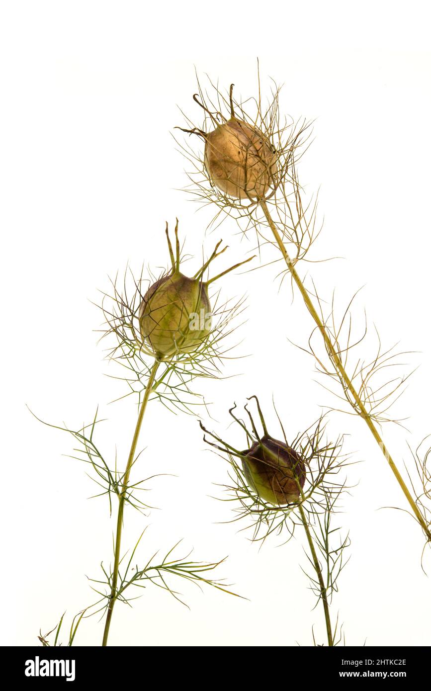 Love in a Mit: Nigella damascena. Seed capsules Stock Photo