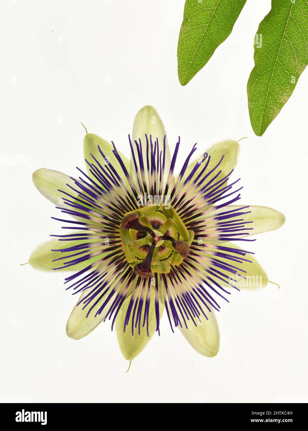 Passion flower: Passiflora caerulea Stock Photo
