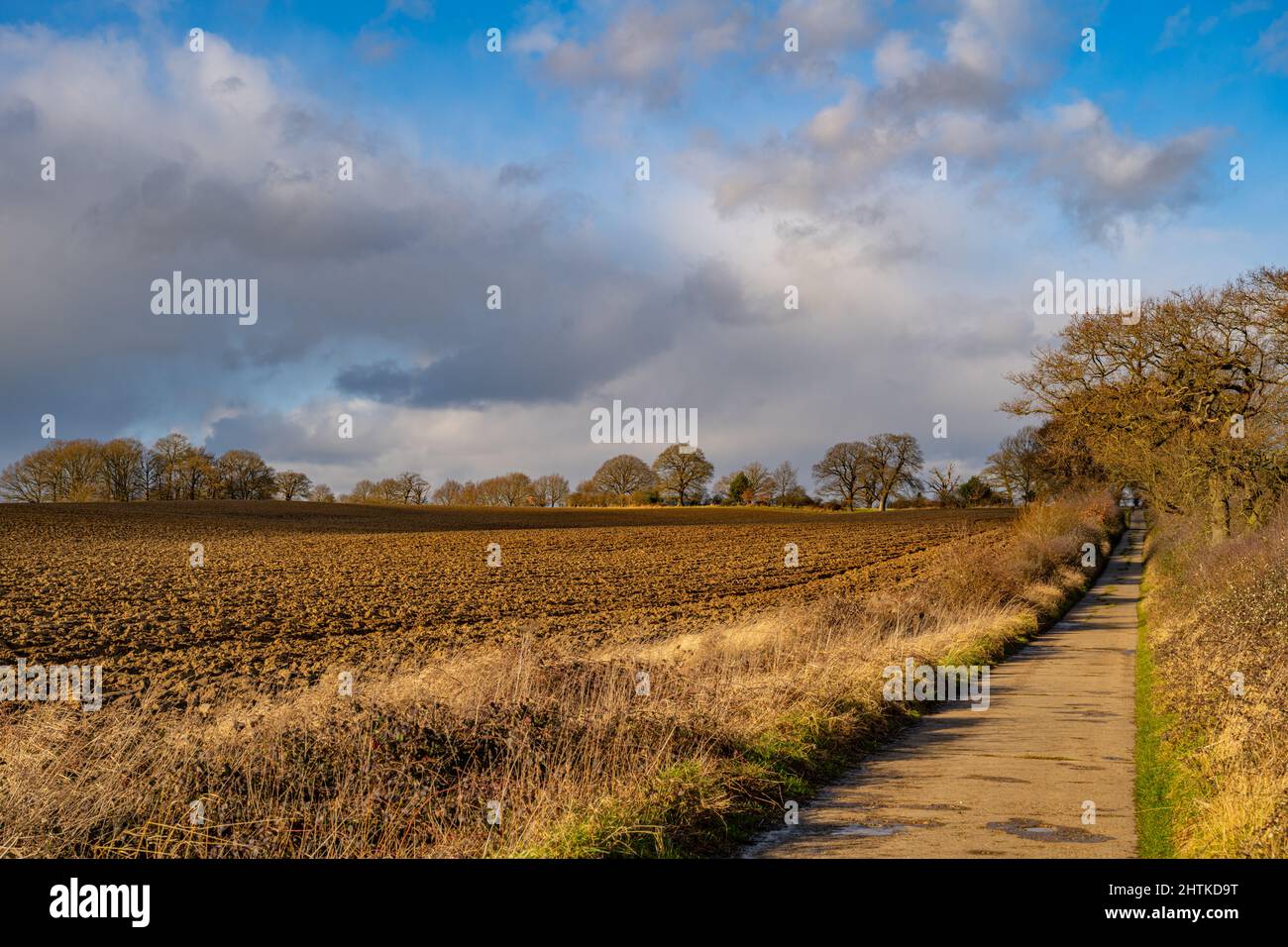 Winter trees and farm lane in field between Margaretting and Writtle Essex Stock Photo