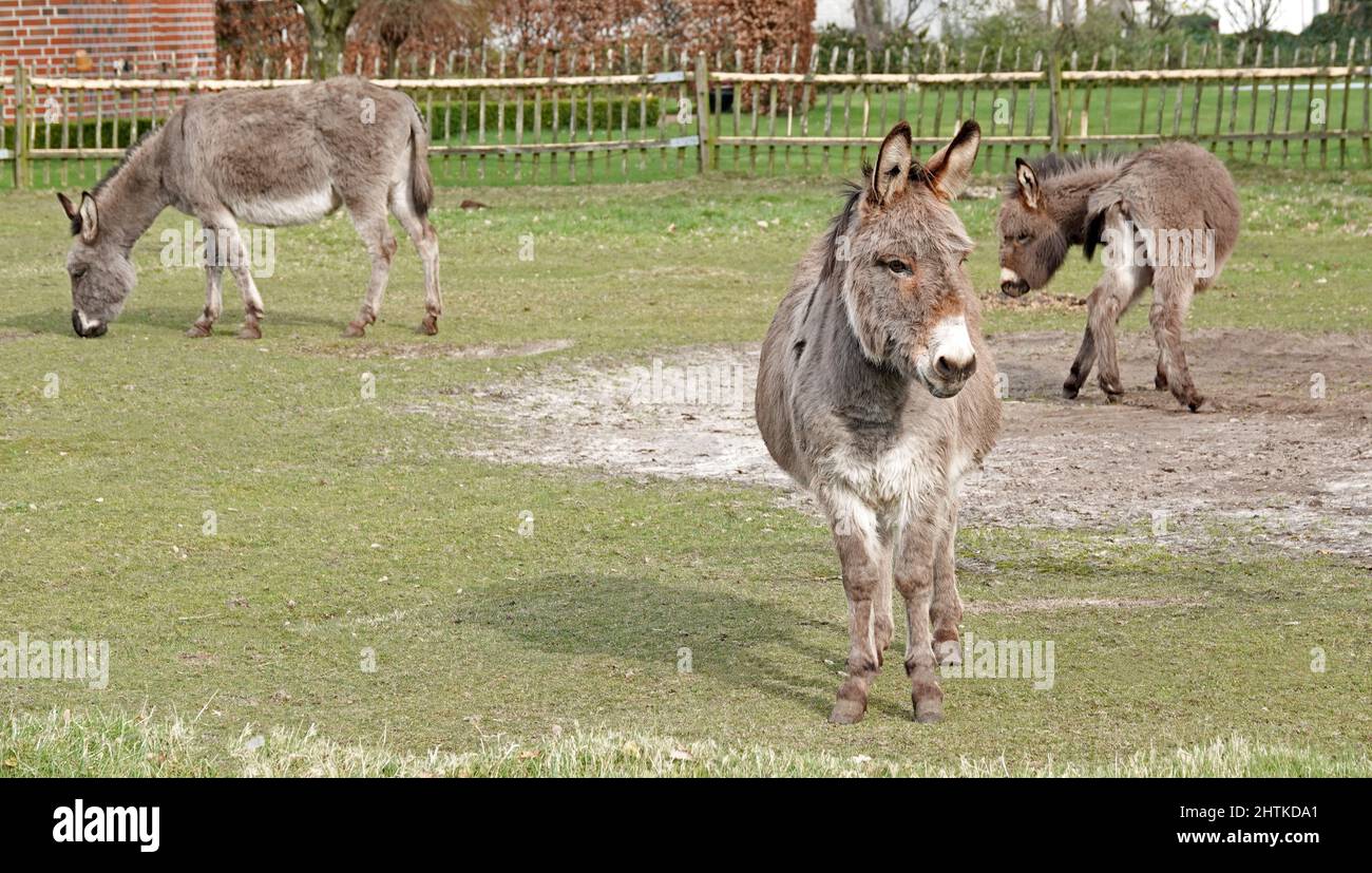 Three donkeys in a meadow Stock Photo