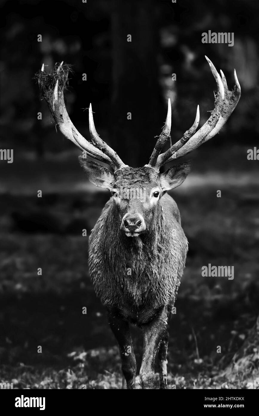 Vertical grayscale of the Kashmir stag standing in the forest Stock ...