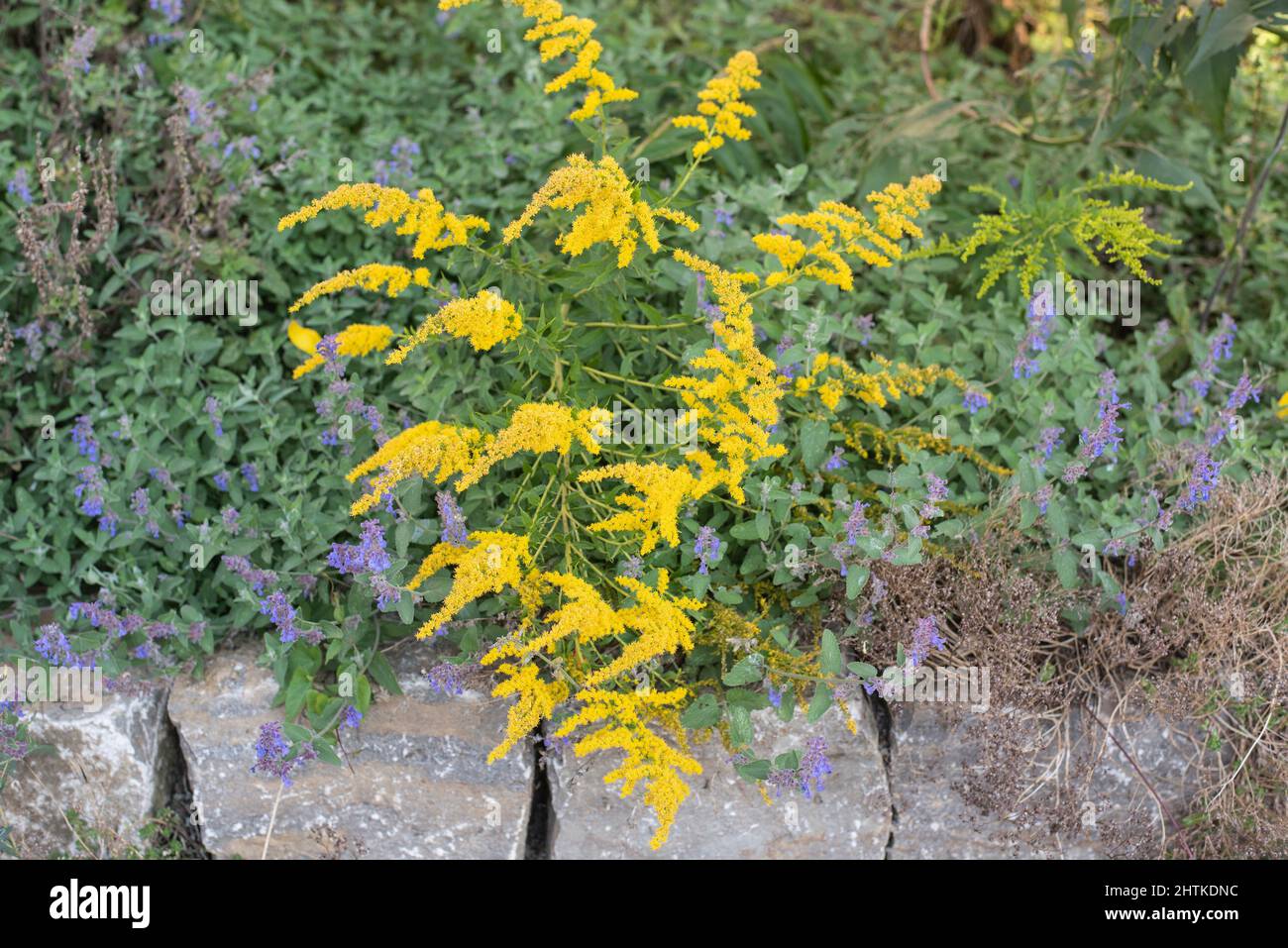 close-up of the small yellow flowers of a canadian goldenrod in a summer garden Stock Photo