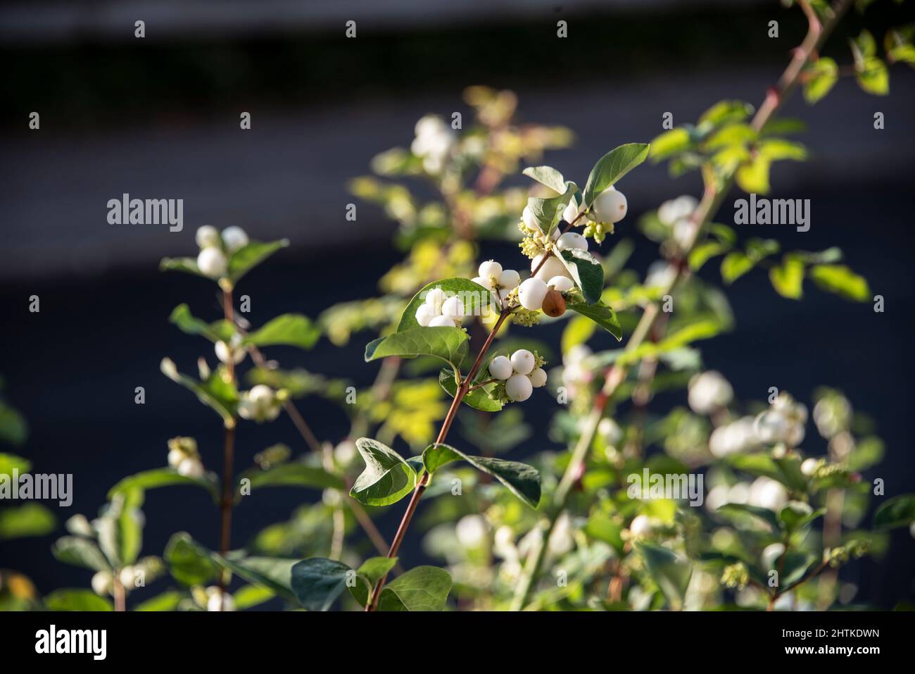 close-up of the white berries of symphoricarpos albus in morning sunlight Stock Photo