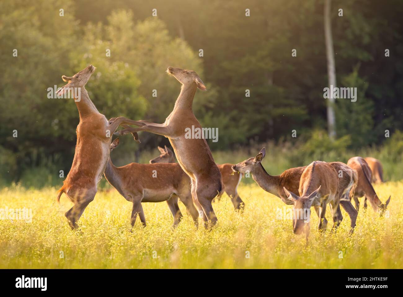Group red deer fighting on meadow in summer sunlight Stock Photo