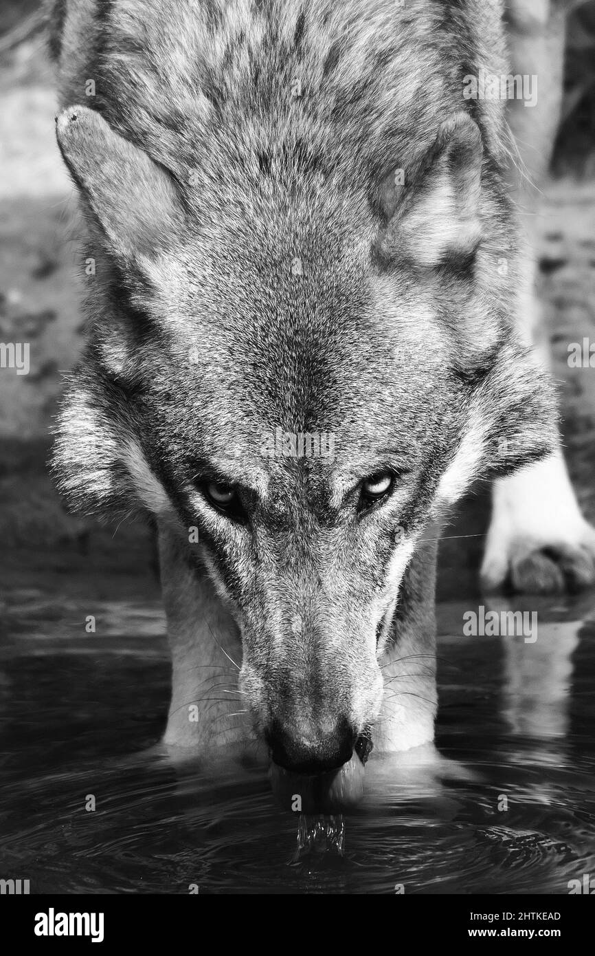 Vertical closeup shot of the Mexican wolf drinking water from the small pond in black and white Stock Photo