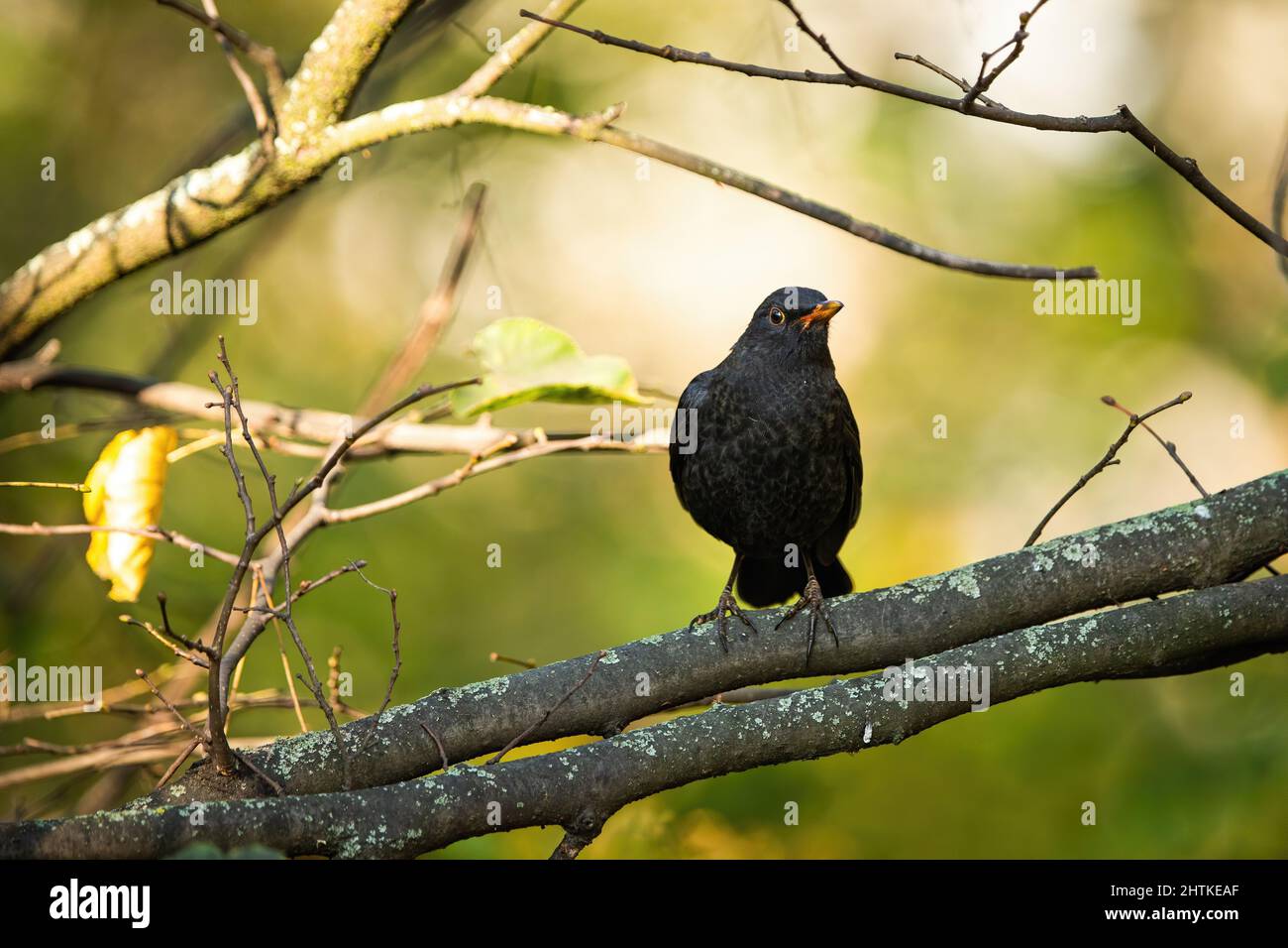 Common blackbird sitting on branch in autumn forest Stock Photo