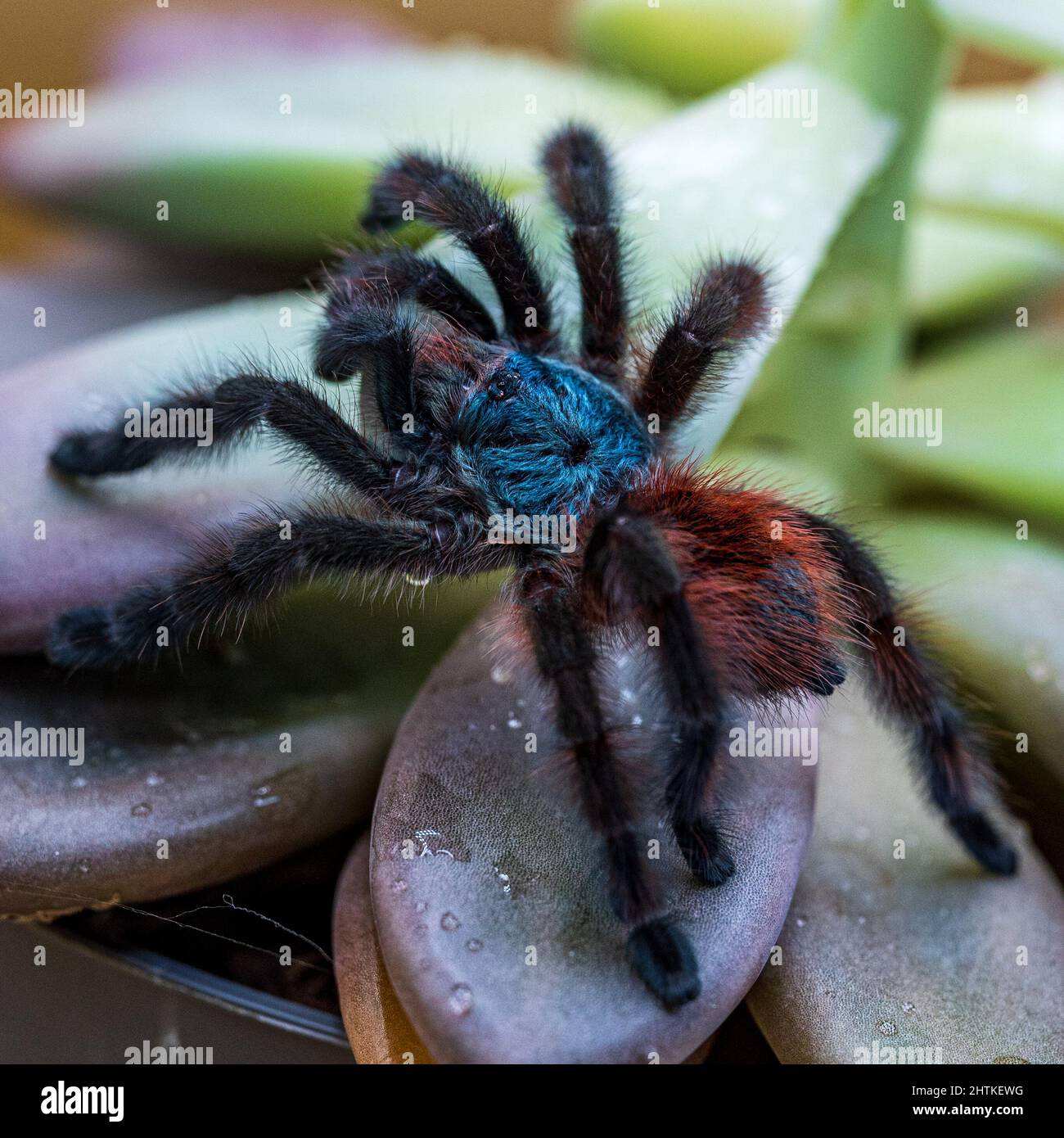 Closeup of an Antilles pinktoe tarantula Stock Photo - Alamy