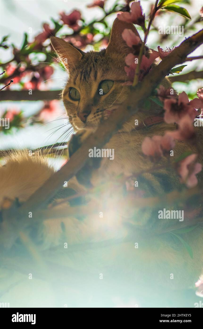 Closeup of an Anatolian cat on a tree with pink flowers Stock Photo