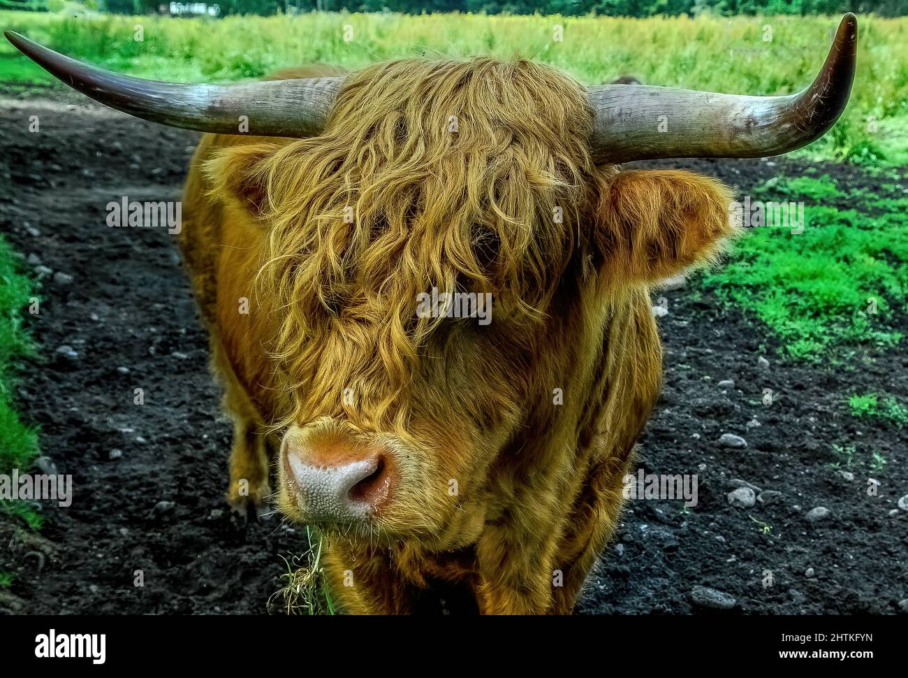 Highland Cow (head shot Stock Photo Alamy