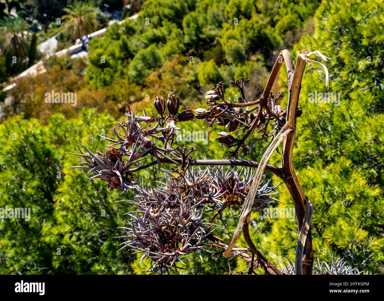 Dried flowers and seeds of an Agave (Agave americana Stock Photo Alamy