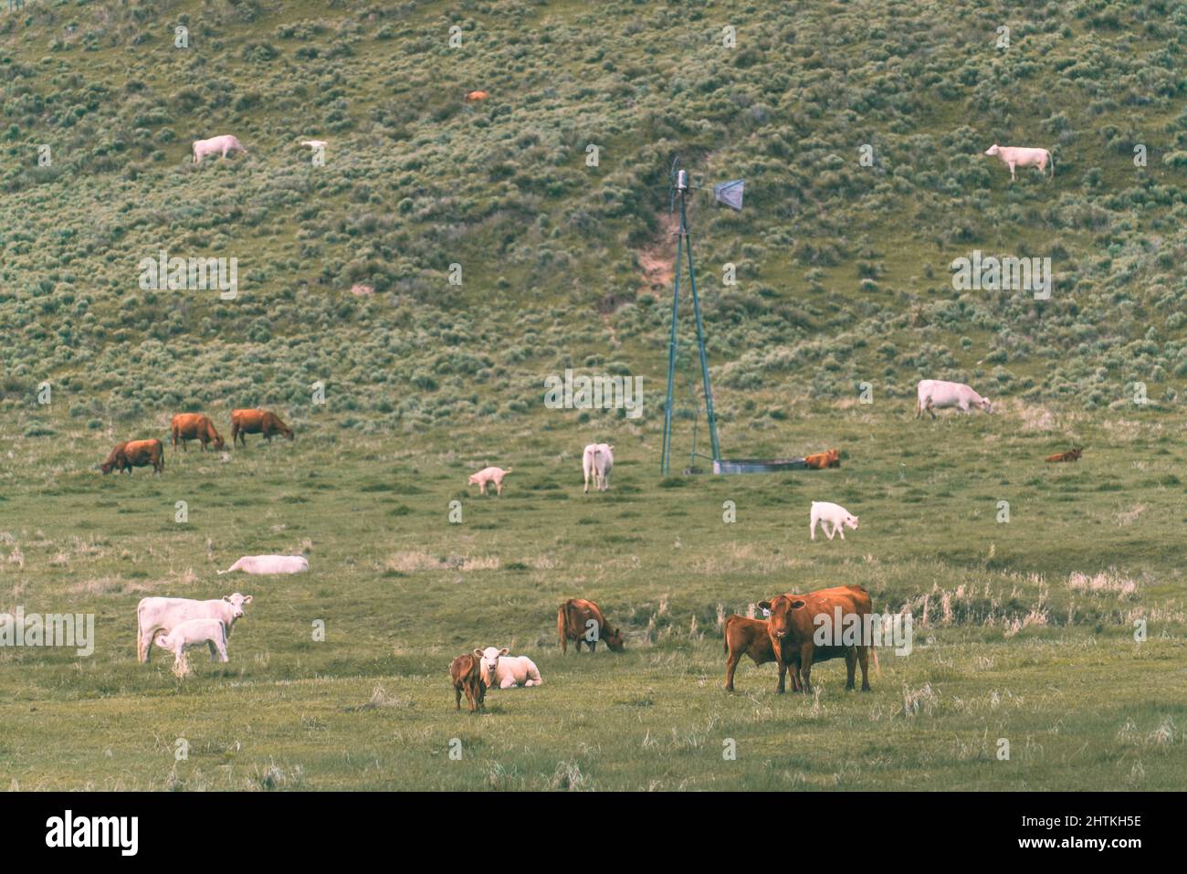Herd of cows in a mountainous meadow Stock Photo - Alamy