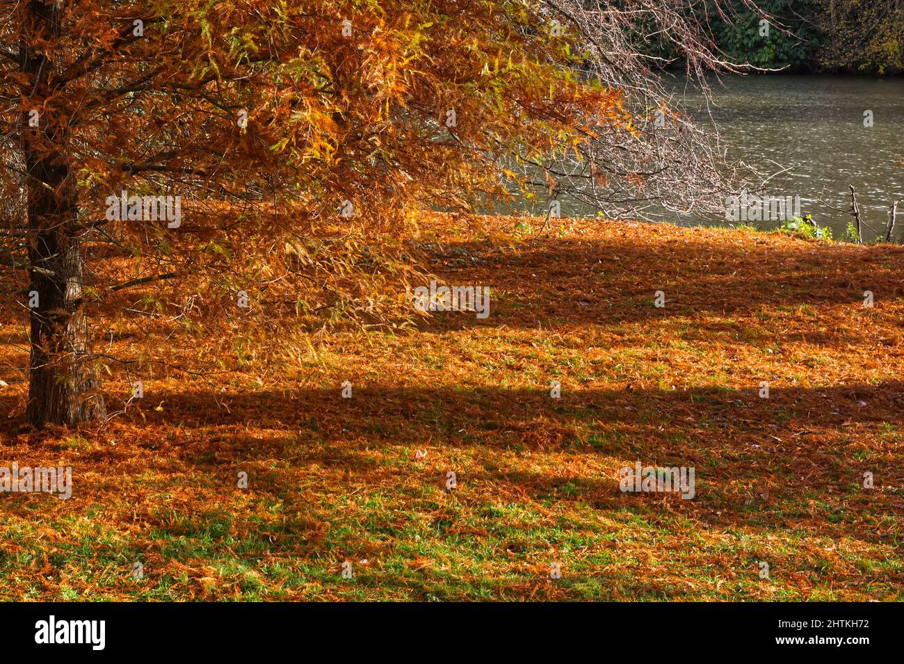 Autumn (Fall) colours from fallen leaves and needles under trees. Stock Photo