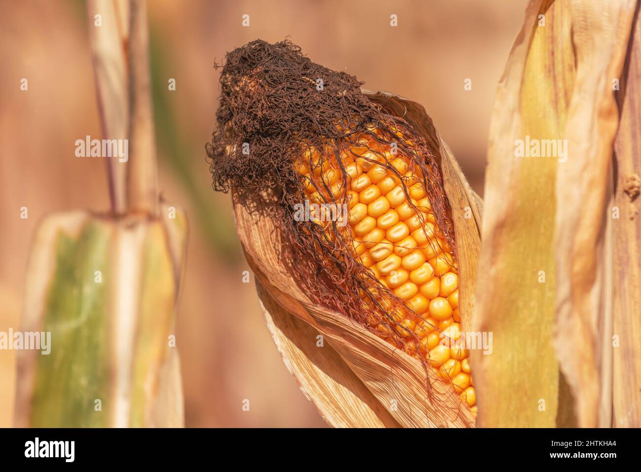 Close up of corn ear in maize crops field, selective focus Stock Photo