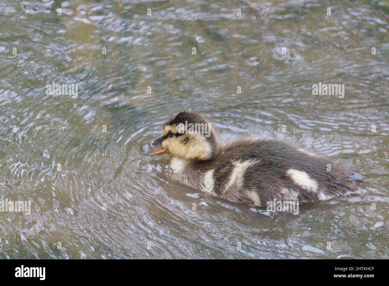 Mallard duck in the water Stock Photo - Alamy