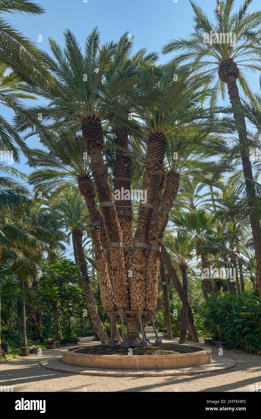 Imperial Date Palm (Phoenix Dactylifera) with 7 arms, popularity of the Huerto del Cura. Its name is due to the Empress Elisabeth of Austria (Sissi) Stock Photo