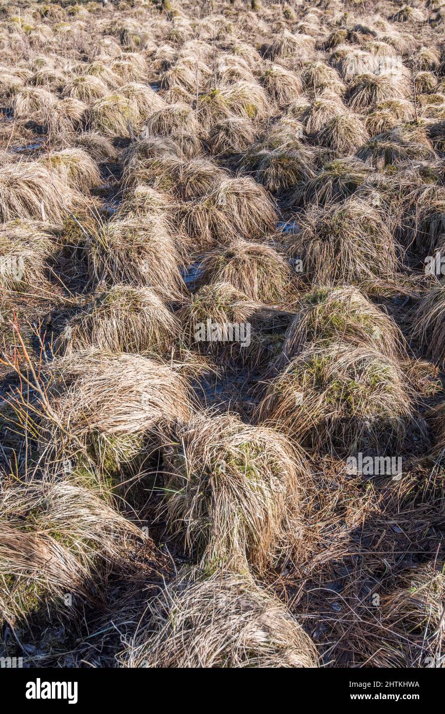 sphagnum moss, peat moss, bog moss, hummocks, mounds, swamp, bog