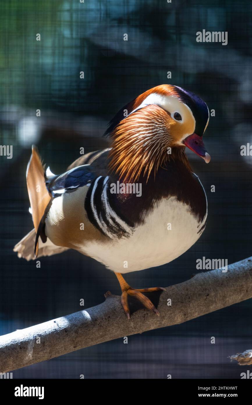 Closeup of a beautiful Mandarin duck on a tree branch on a sunny day ...