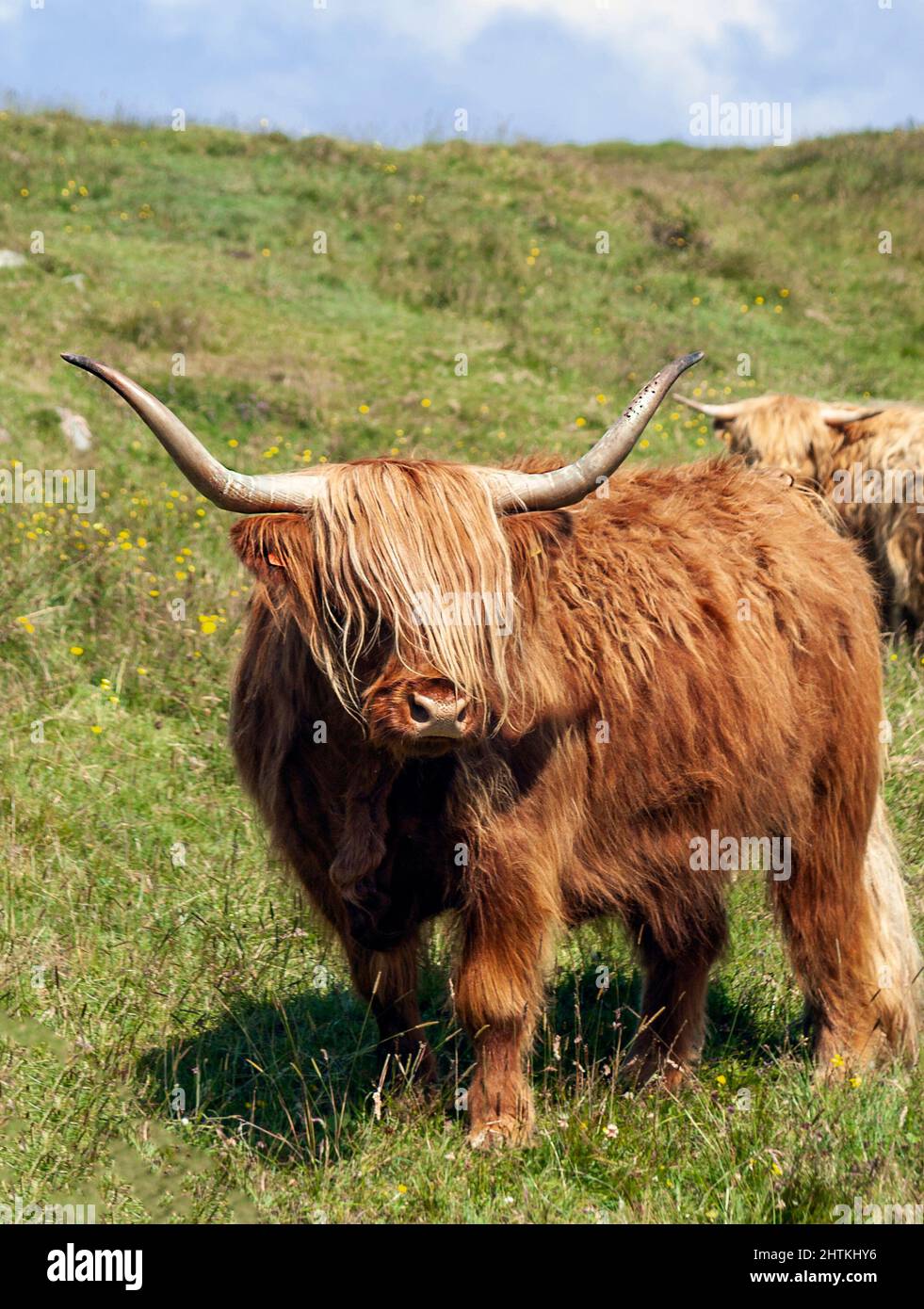 Long horned highland cattle grazing in field overlooking the sea on the Isle of Mull, Inner Hebrides, Scottish Highlands, Scotland, UK, Europe Stock Photo