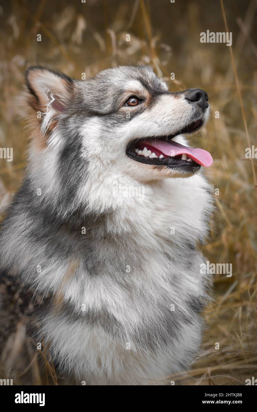 Portrait of a young Finnish Lapphund dog Stock Photo - Alamy
