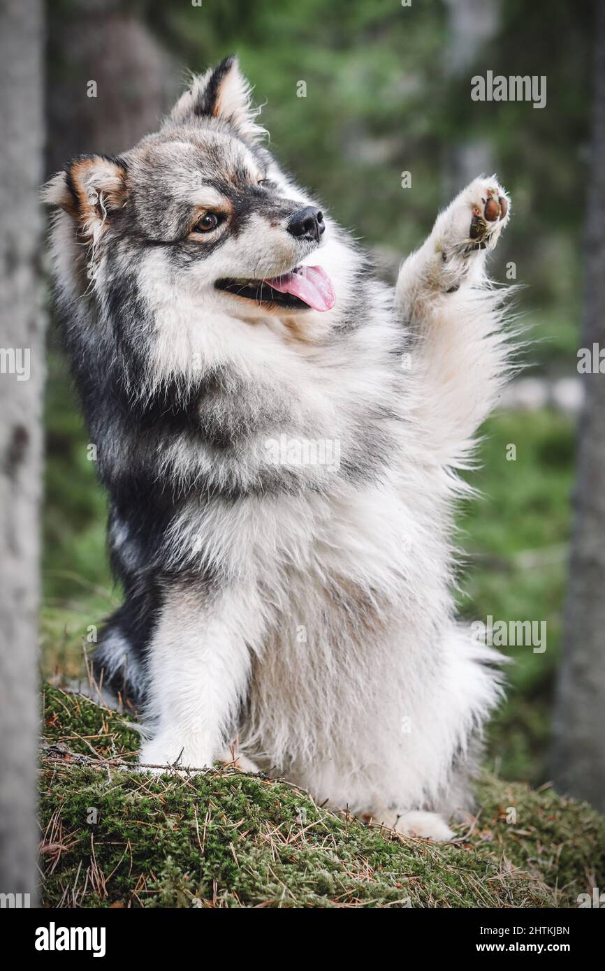 Portrait of a young Finnish Lapphund dog waving Stock Photo - Alamy