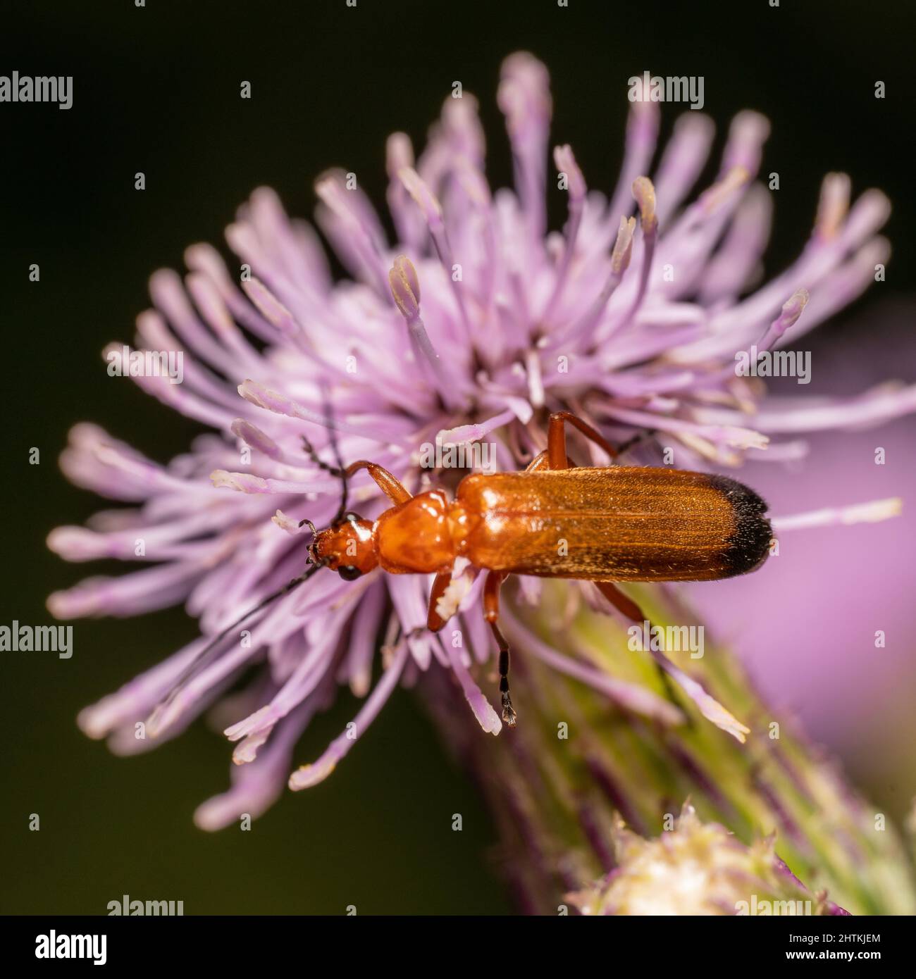 Soldier beetle on a thistle Stock Photo Alamy