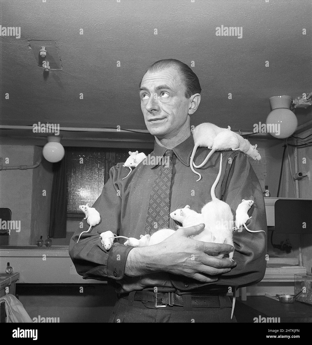 In the 1950s. A man is visibly comforable to let rats climb and sit on him. Sweden 1951. Kristoffersson Ref BE48-10 Stock Photo