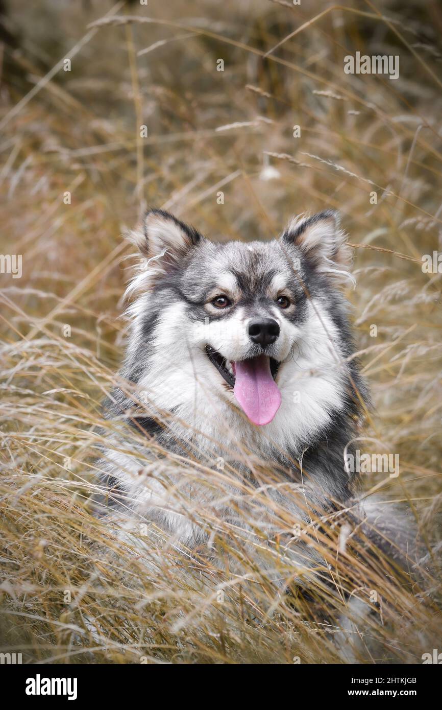 Portrait of a young Finnish Lapphund dog Stock Photo - Alamy