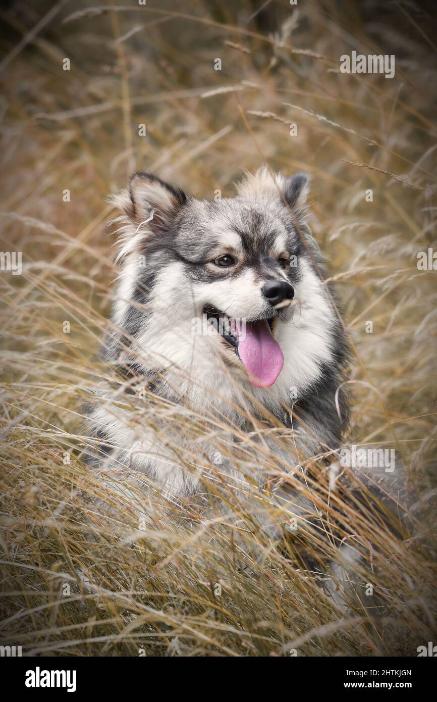Portrait of a young Finnish Lapphund dog Stock Photo - Alamy